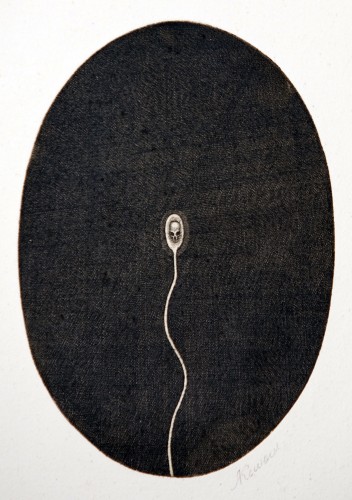 Г-023 Аксинин